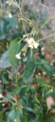 Impatiens parviflora