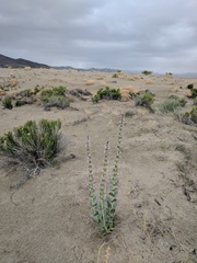 Penstemon acuminatus