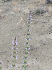 Penstemon acuminatus