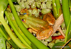 Euphlyctis karaavali