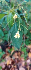 Impatiens parviflora