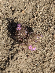 Nama aretioides multiflora