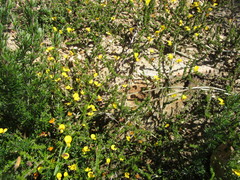 Aspalathus tenuissima