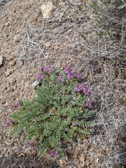 Astragalus iodanthus