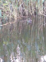 Tachybaptus ruficollis