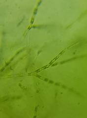 Chaetophora