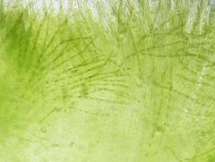 Chaetophora