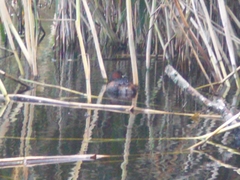 Tachybaptus ruficollis