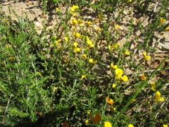 Aspalathus tenuissima