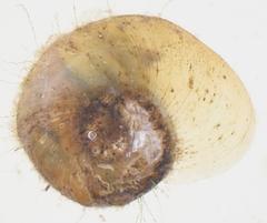 Gyraulus connollyi