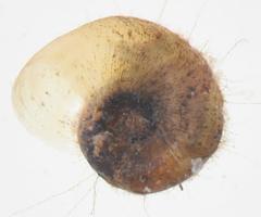 Gyraulus connollyi