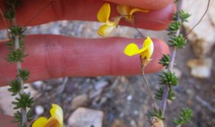 Aspalathus tenuissima