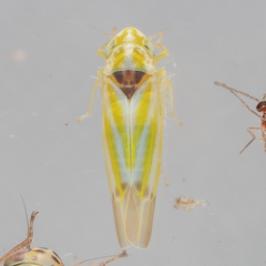 Erythridula penenoeva
