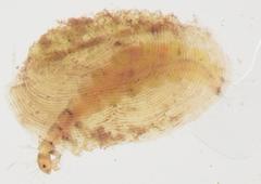 Hydroptila cruciata