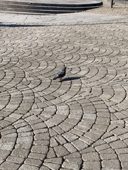 Columba livia domestica