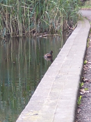 Tachybaptus ruficollis