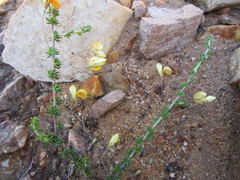 Aspalathus tenuissima