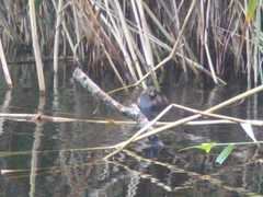 Tachybaptus ruficollis