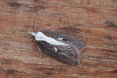 Acleris cristana