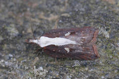 Acleris cristana