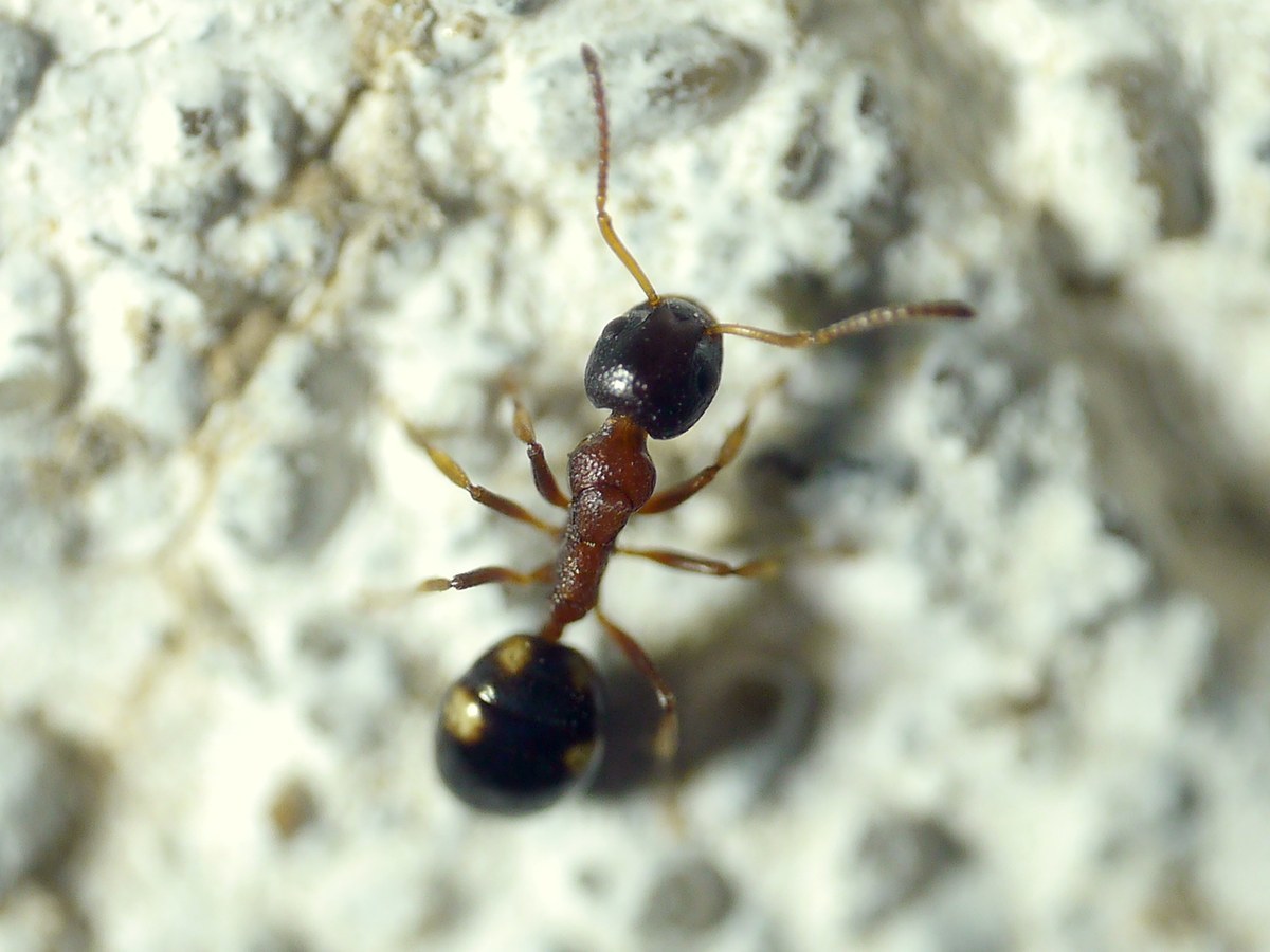 Dolichoderus quadripunctatus
