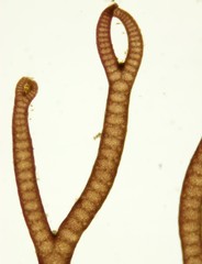 Ceramium virgatum