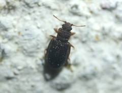 Latridiinae