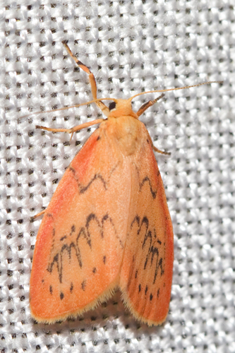 Rosy Footman, Goirle, NL-NB, NL, photo 7 of 10