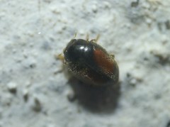 Nephus redtenbacheri