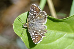 Pyrgus malvae
