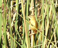 Spartonoica maluroides