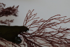 Ceramium virgatum