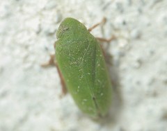 Tettigometridae