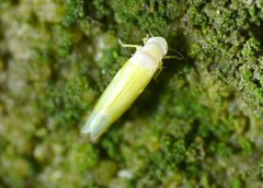 Typhlocybini