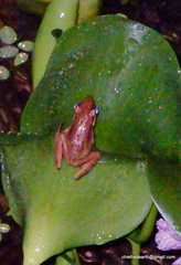 Indosylvirana aurantiaca