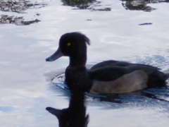 Aythya fuligula