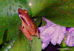 Indosylvirana aurantiaca