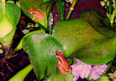 Indosylvirana aurantiaca