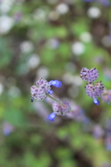 Salvia lasiocephala