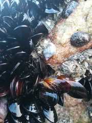 Chthamalus antennatus