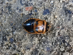 Blaberinae