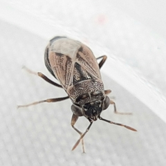 Geocoris bullatus