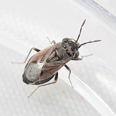 Geocoris bullatus