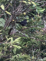 Turdus serranus