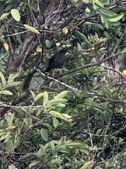 Turdus serranus
