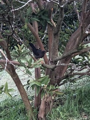 Turdus serranus