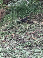 Turdus serranus