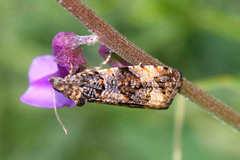 Endothenia lapideana