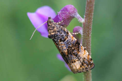 Endothenia lapideana