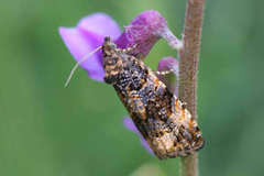 Endothenia lapideana